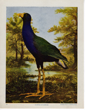 PURPLE GALLINULE